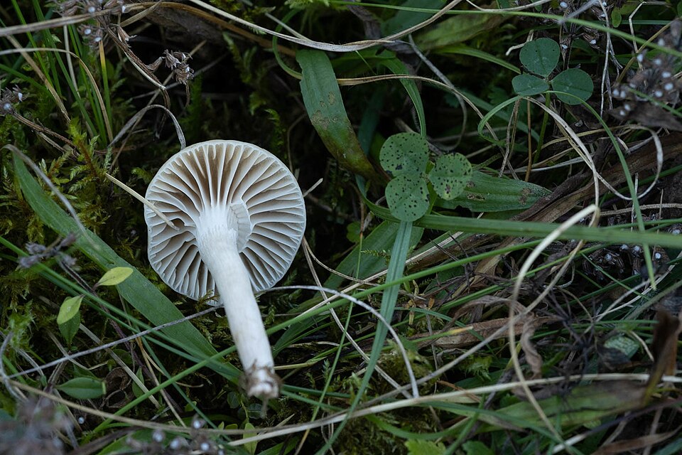 Camarophyllus niveus — photo