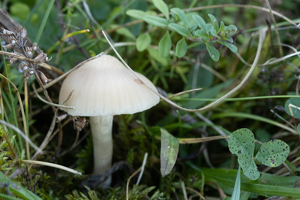 Camarophyllus niveus