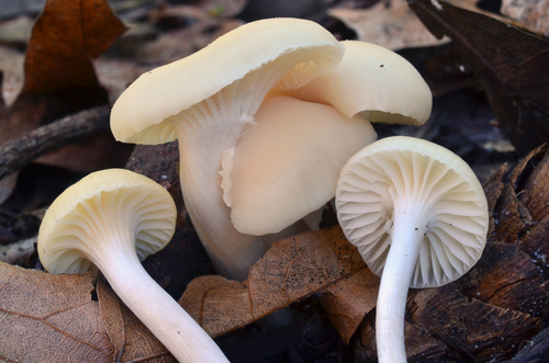 Camarophyllus virgineus — photo