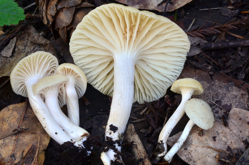 Camarophyllus virgineus
