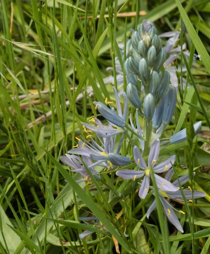 Camassia cusickii (Cusick's camass) — photo