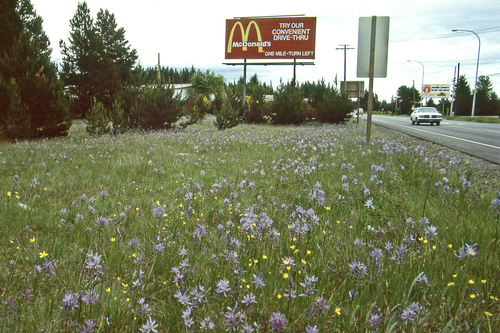 Camassia leichtlinii (Wild hyacinth) — photo