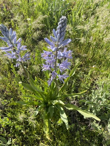 Camassia quamash (Western Camass) — photo