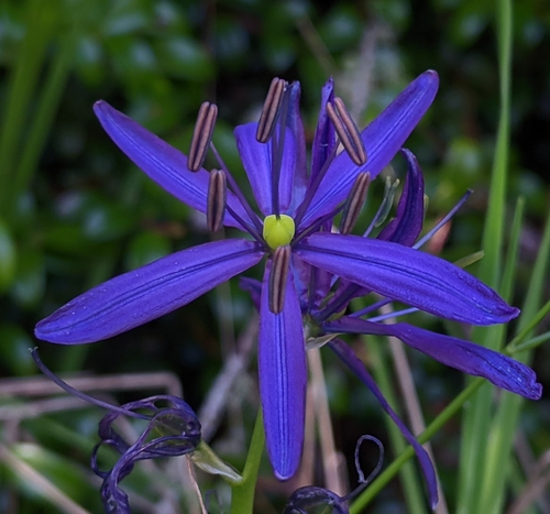 Camassia quamash