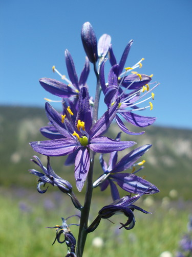 Camassia quamash subsp. breviflora (Common camas) — photo
