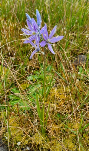 Camassia quamash subsp. breviflora (Common camas) — photo