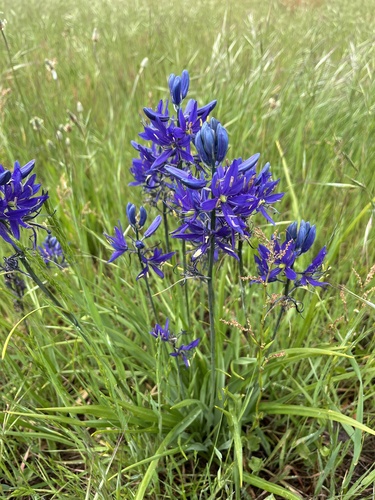 Camassia quamash subsp. breviflora