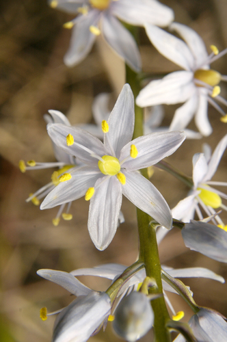 Camassia scilloides (Eastern Camass) — photo