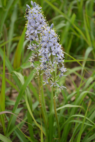 Camassia scilloides (Eastern Camass) — photo