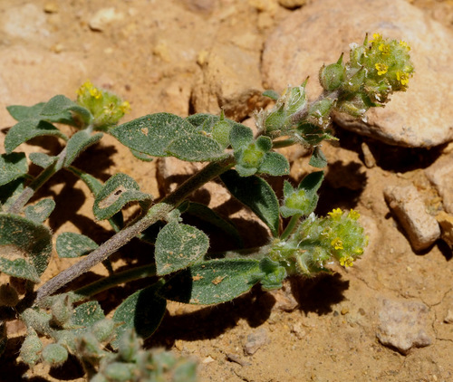 Camelina hispida var. grandiflora