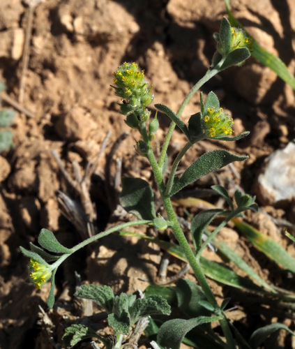 Camelina hispida var. grandiflora (Bozot) — photo