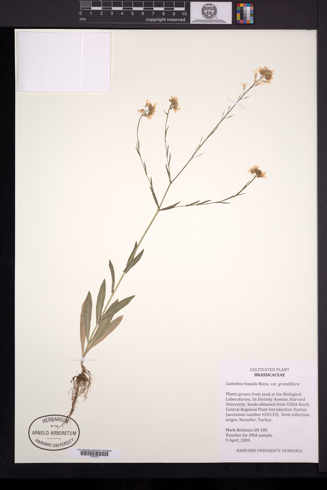 Camelina hispida — photo