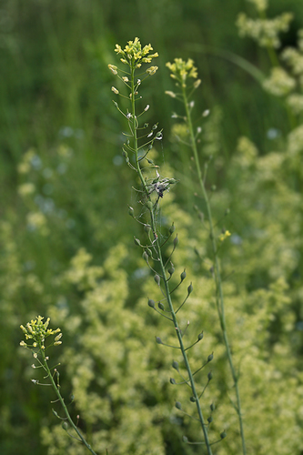 Camelina sativa (Big-seed false flax) — photo