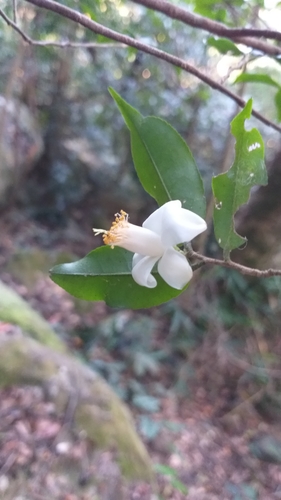 Camellia caudata — photo
