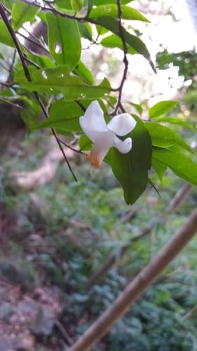 Camellia caudata — photo