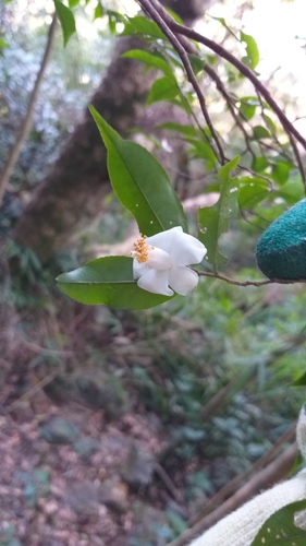 Camellia caudata