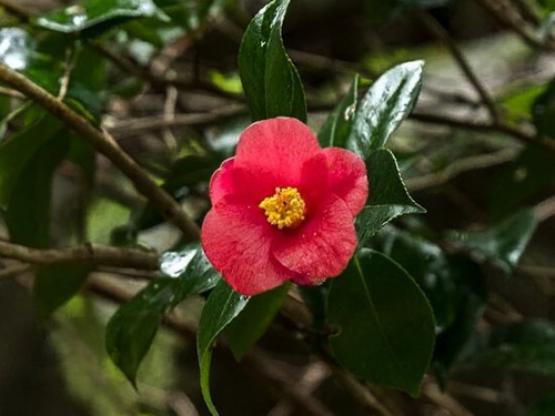 Camellia chekiangoleosa — photo