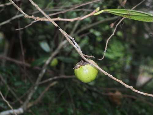 Camellia chekiangoleosa