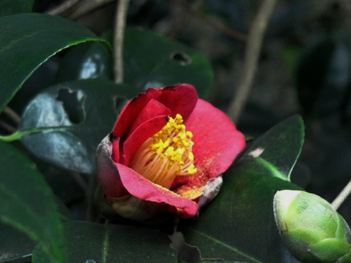 Camellia chekiangoleosa — photo