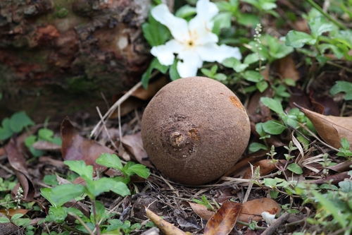 Camellia crapnelliana — photo