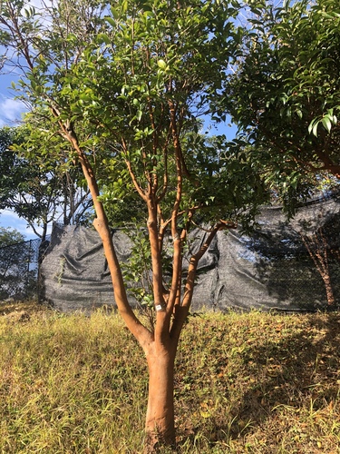 Camellia crapnelliana — photo