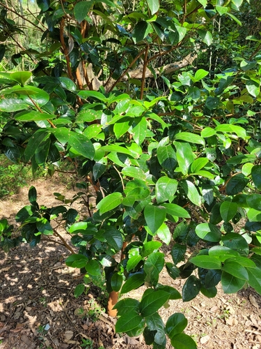 Camellia crapnelliana