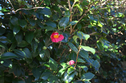 Camellia japonica (Garden Camellia) — photo