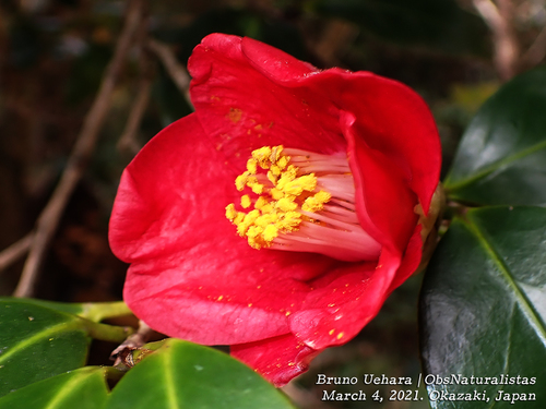 Theaceae