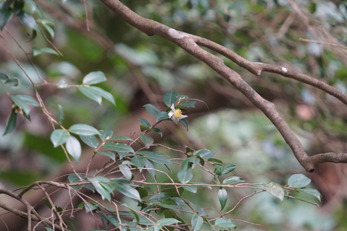 Camellia kissii (Kissi) — photo