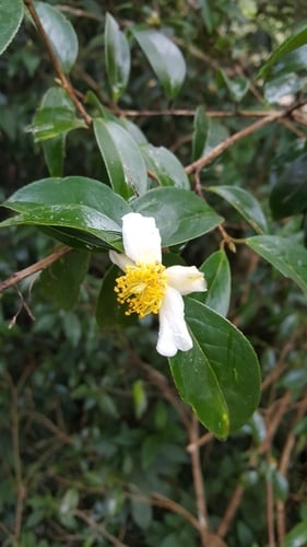 Camellia kissii