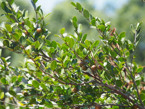Camellia oleifera (Tea-oil) — photo