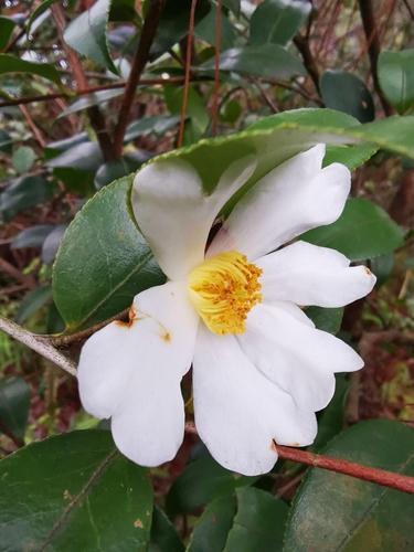 Camellia oleifera (Tea-oil) — photo