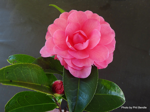 Camellia pitardii — photo