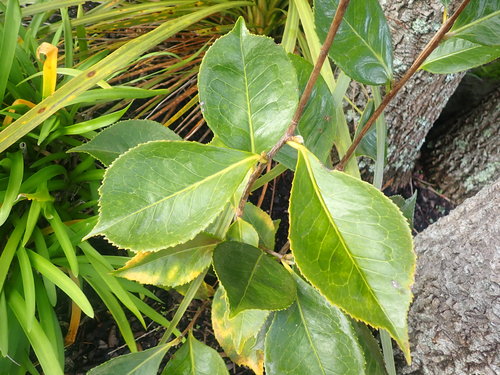 Camellia reticulata — photo