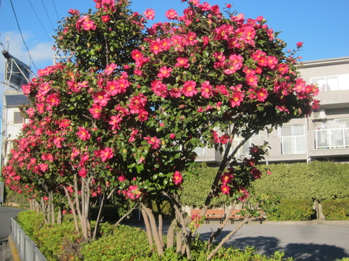 Camellia sasanqua (Tea-seed oil) — photo
