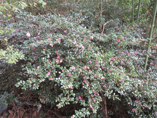Camellia sasanqua (Tea-seed oil) — photo