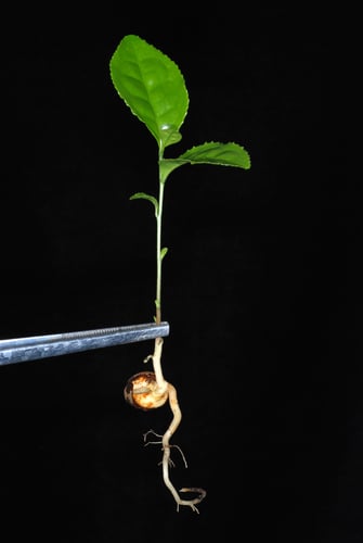Camellia sinensis
