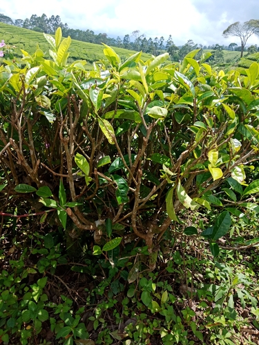 Camellia sinensis (Tea) — photo