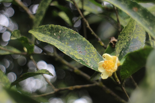Camellia sinensis var. assamica