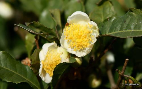 Camellia sinensis var. assamica (Assam tea) — photo