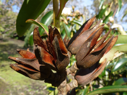 Camellia taliensis — photo