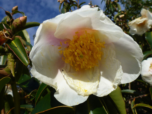 Camellia taliensis