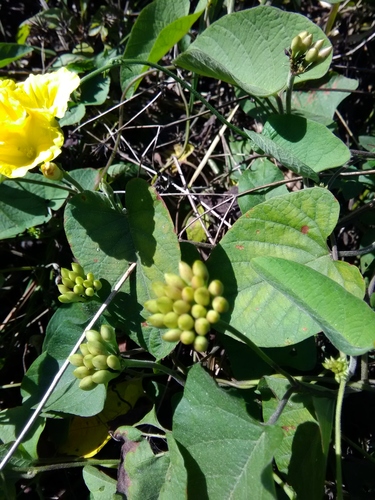 Camonea umbellata — photo