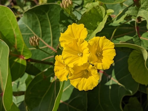 Camonea umbellata