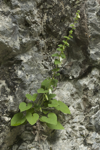 Campanula alliariifolia (Cornish Bellflower) — photo