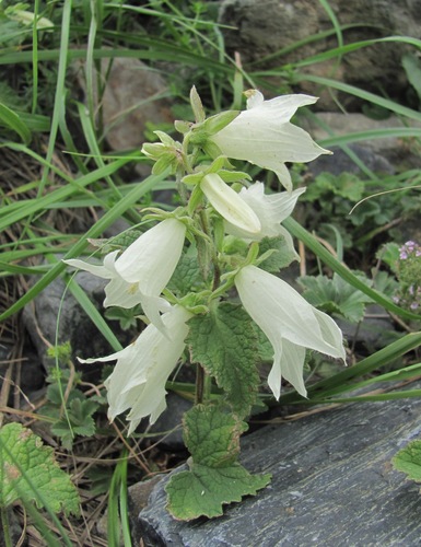 Campanula alliariifolia (Cornish Bellflower) — photo