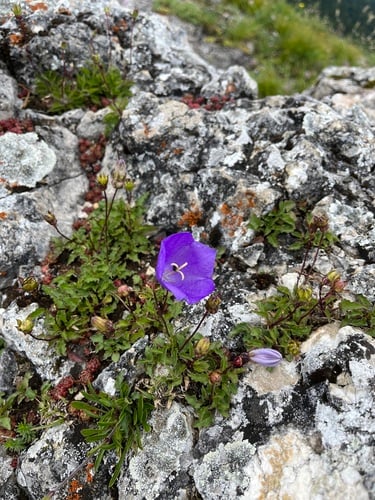 Campanula carpatica (Tussock bellflower) — photo