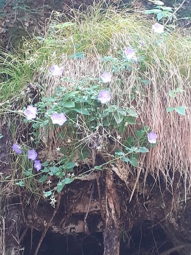 Campanula carpatica (Tussock bellflower) — photo