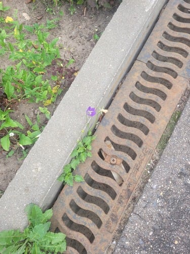 Campanula carpatica