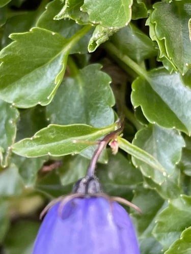 Campanula cochleariifolia (Fairies' thimbles) — photo